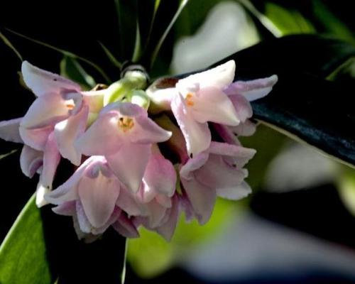 瑞香花的花语和传统意义（瑞香花的美丽和象征意义）