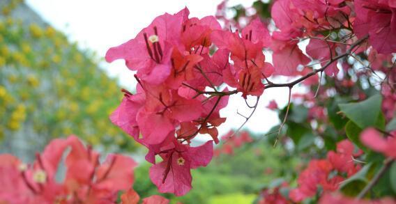 解读三角梅花语，传递爱与祝福（揭秘三角梅花背后的深意）