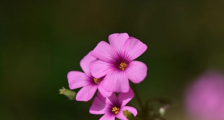 三轮草花语，传递爱与美（展示花的语言）