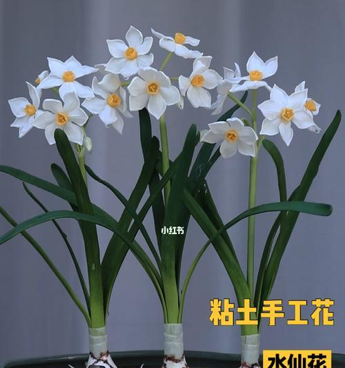 秋水仙花（以山水仙花花语感受秋水仙花的独特魅力）