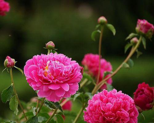 芍药花的花语探秘（传递美丽与坚韧的芍药花语）