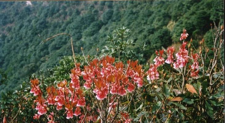 深山含笑，花开芬芳（探寻深山含笑的花语之谜）