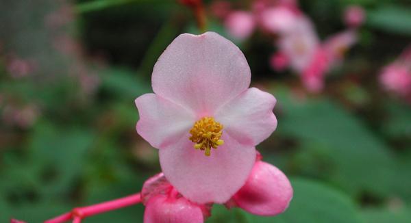 深山含笑花语（一朵花的微笑）