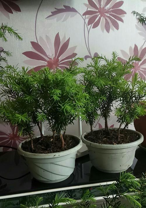 红豆杉盆栽的种植方法和注意事项（打造私家小园林）