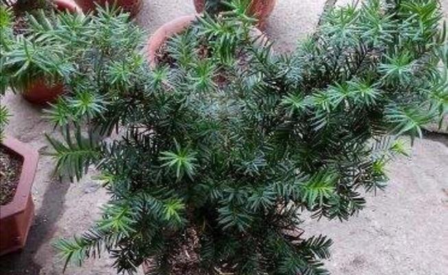 红豆杉的土壤要求和种植配方剖析（优质土壤的重要性及关键元素探讨）