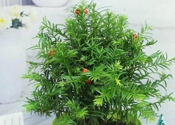 红豆杉的土壤要求和种植配方剖析（优质土壤的重要性及关键元素探讨）