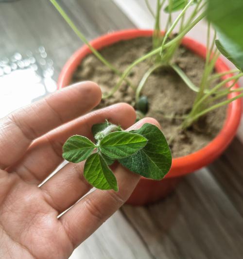 红豆发芽种植技巧（如何让红豆快速发芽并种植成功）