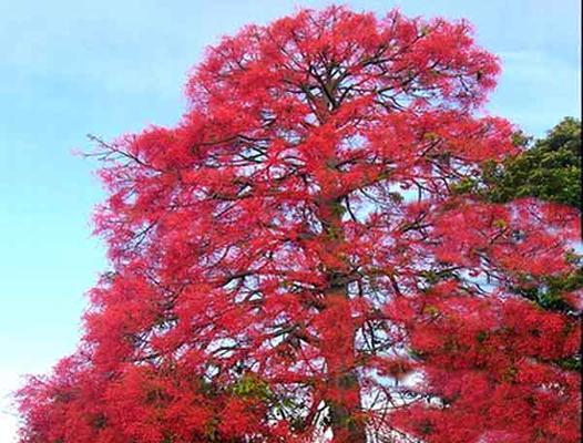 红枫的花语（秋天的独特色彩与情感）