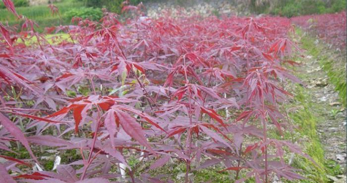 红枫花期是何时（秋季美景的探秘）