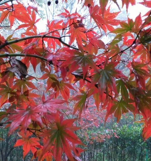 红枫花期是何时（秋季美景的探秘）