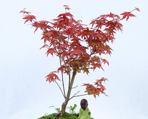 红枫盆栽的种植与养护（如何种植红枫盆栽）