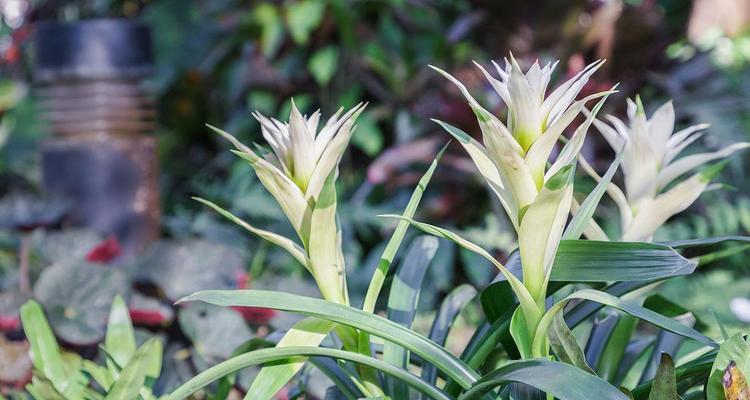 菠萝的花是什么颜色？菠萝花的颜色特点是什么？