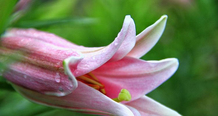 百合花可以泡水喝吗？百合花的食用方法是什么？