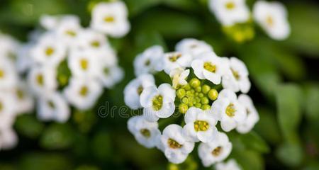 百合花是一年生还是多年生？百合花的生长周期是什么？