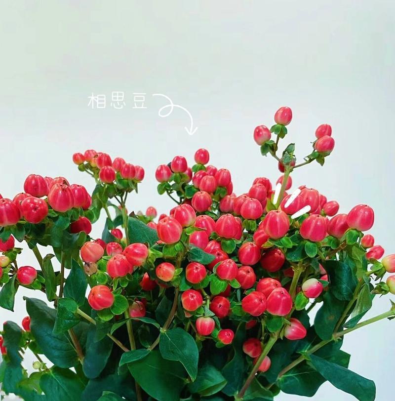 表示思念的花花语是思念的花？思念的花的花语是什么？