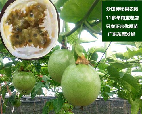 百香果是多年生植物吗？百香果的生长周期是什么？