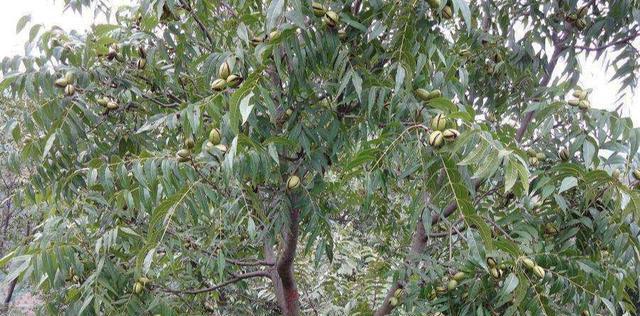 碧根果种植条件与气候要求是什么？碧根果的种植环境要求是什么？