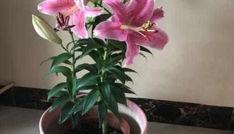 百合花生长在哪里？百合花的种植环境要求是什么？