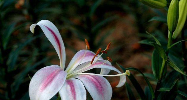 百合花的香味有毒吗？百合花的香味安全性如何？