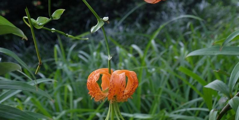 百合开花吗？百合花的花期和开花状态是什么？