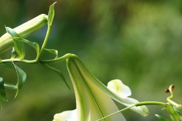 百合开花吗？百合花的花期和开花状态是什么？