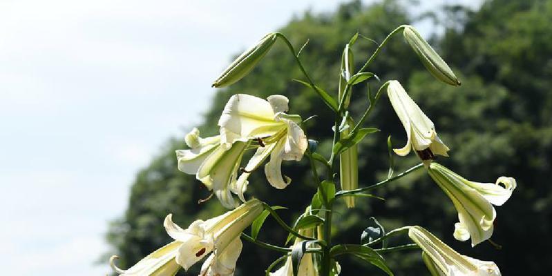 百合开花吗？百合花的花期和开花状态是什么？