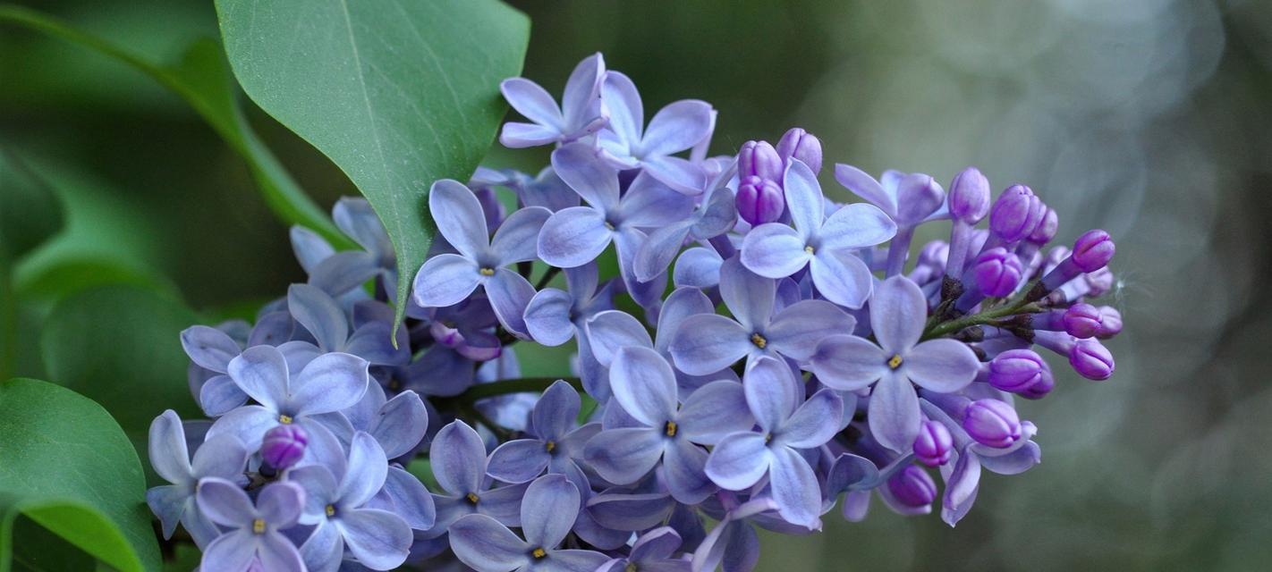 表示忧郁的花花语是忧郁的花？忧郁的花的花语是什么？