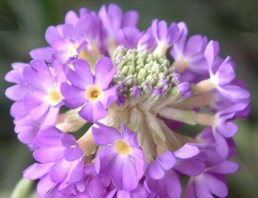 报春花是多年生植物吗？报春花的生长周期是什么？