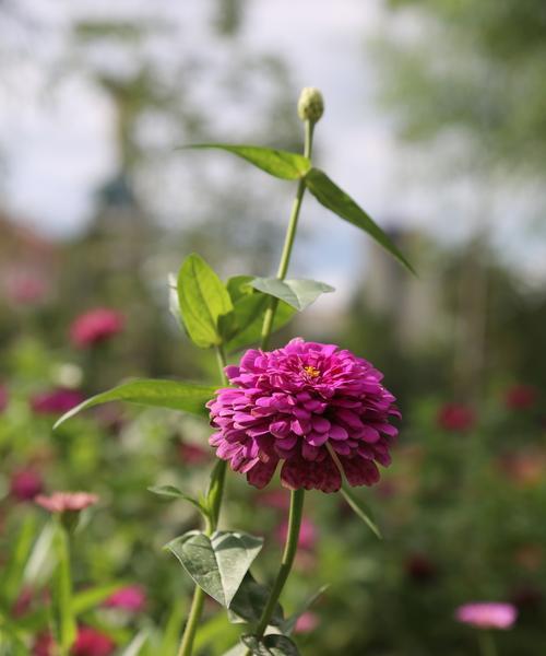 步登高花又叫什么花？步登高花的别名是什么？