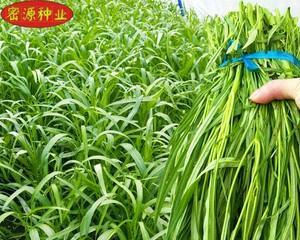 菜心是空心菜吗？菜心和空心菜的区别是什么？