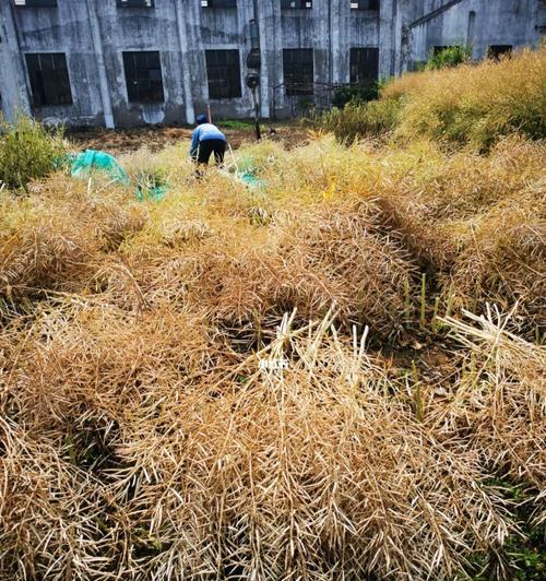 白地瓜什么时候收获？白地瓜的收获季节是几月？