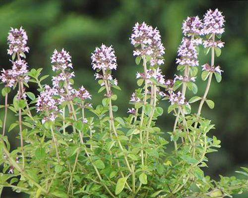 百里香是什么植物？百里香的分类和特点是什么？