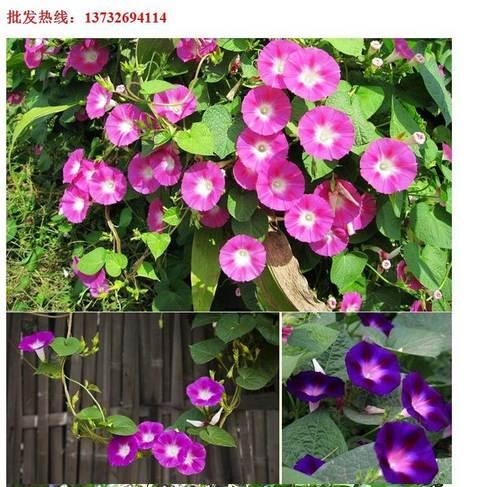 矮牵牛花有种子吗？矮牵牛花种子的种植方法是什么？