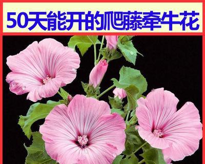 矮牵牛花有种子吗？矮牵牛花种子的种植方法是什么？