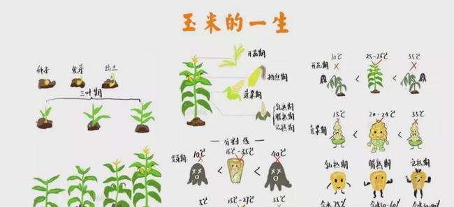 白芍花怎么分盆？白芍花的分盆时间和方法是什么？