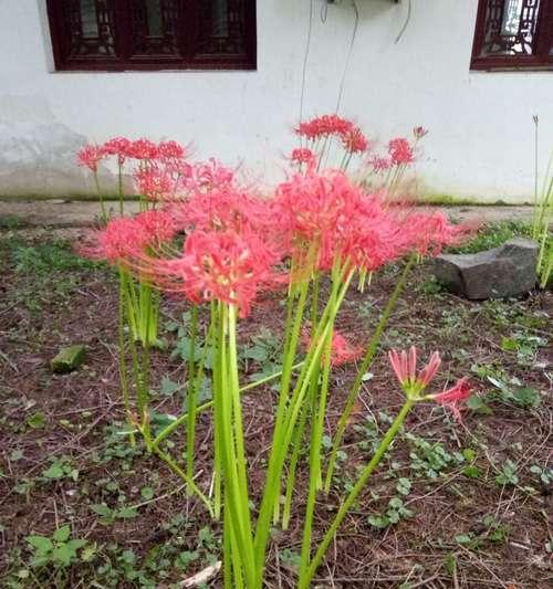 彼岸花生长在哪里？彼岸花的生长环境是什么？