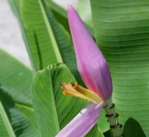 芭蕉科花卉有哪些？芭蕉科的花卉种类是什么？