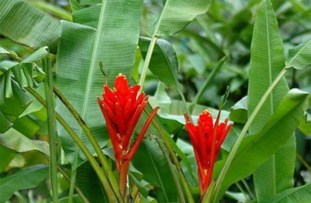 芭蕉科花卉有哪些？芭蕉科的花卉种类是什么？