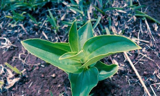 白菜是单子叶植物吗？白菜的分类是什么？