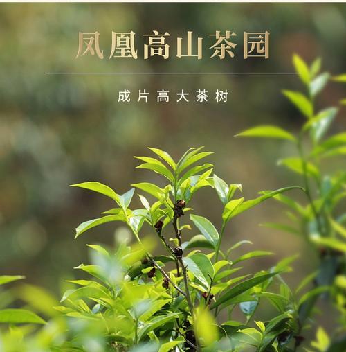 百年老枞属于什么茶类品牌？百年老枞的茶叶分类是什么？