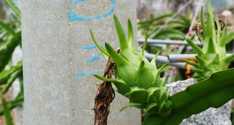 霸王鞭的养殖方法和注意事项有哪些？霸王鞭的养殖技巧是什么？