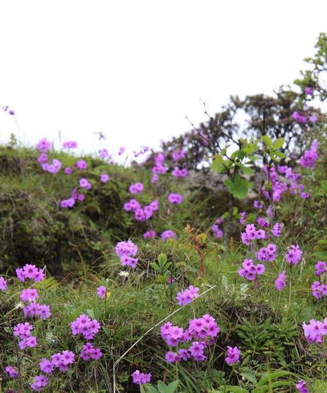 报春花一年开几次花？报春花的花期和开花时间是什么？