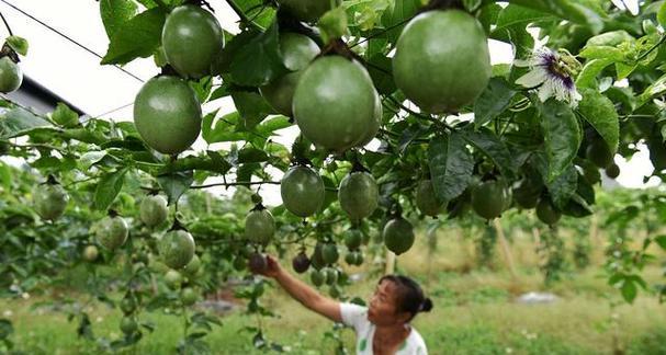 百香果几月份种植最好？百香果的最佳种植时间是什么？