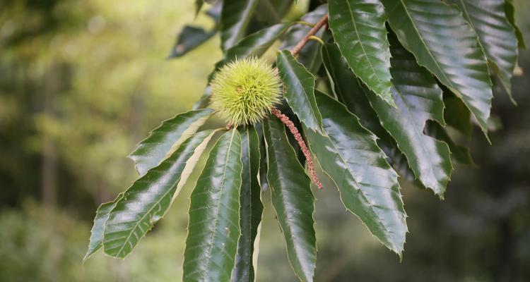 板栗盆栽能结果吗？板栗盆栽的种植方法是什么？