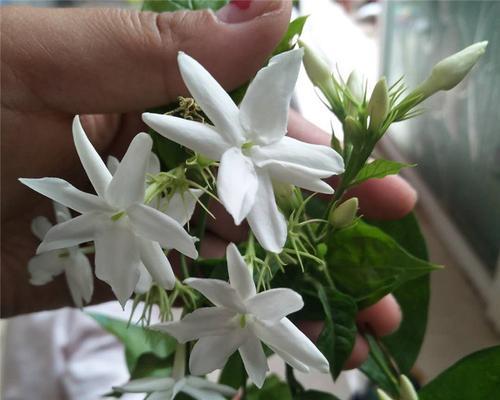 笔尖茉莉一年开几次花？笔尖茉莉的花期和开花时间是什么？