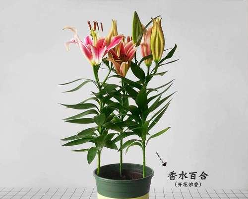 百合花的种植方法和时间是什么？百合花的种植技巧是什么？