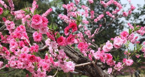 碧桃什么时候开花？碧桃的花期是什么时候？