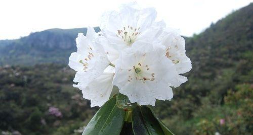 奔龙花又叫什么花？奔龙花的别名是什么？