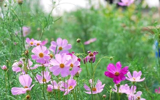 波斯菊几月份开花？波斯菊的花期是什么时候？