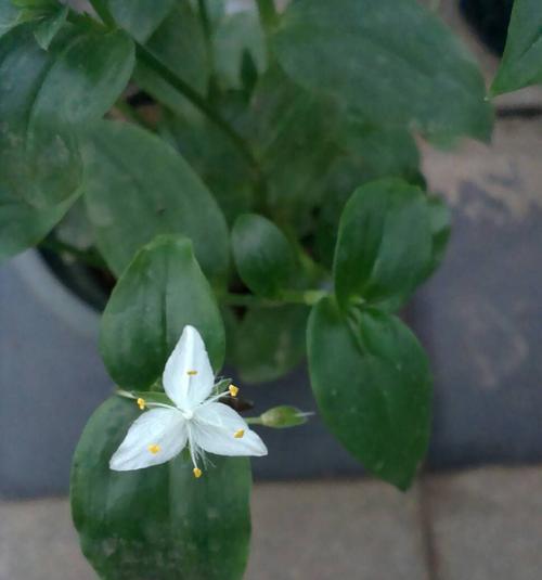 白花紫露草怎么修剪？白花紫露草的修剪方法是什么？